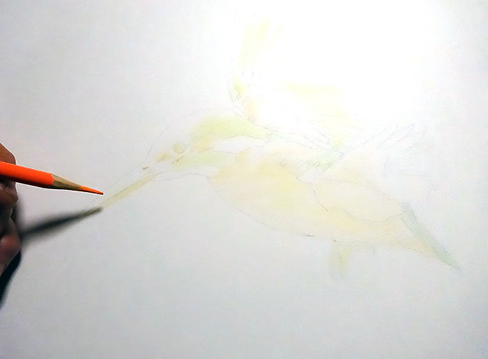 色鉛筆画で鳥を描いてみた。入門編の描き方と手順：イラスト