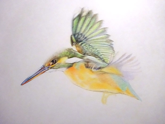 色鉛筆画で「鳥」のイラストを描いてみた。初心者の描き方と手順：イラスト