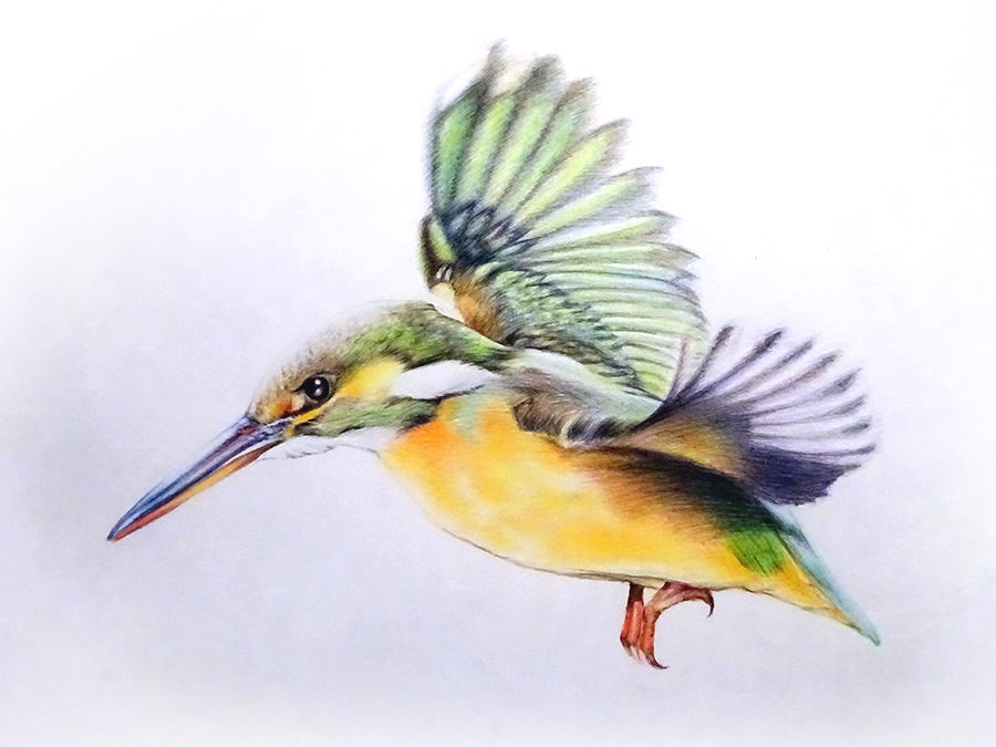 色鉛筆画で「鳥」のイラストを描いてみた。初心者の描き方と手順：イラスト