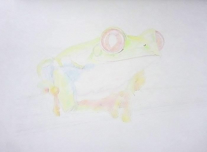 色鉛筆画で「カエル」を写真のようなリアルなイラストで描く描き方
