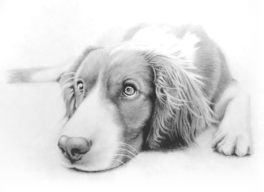 犬の動物画を描いてみた！鉛筆画の描き方とコツ！【初心者おじさんの趣味入門】：イラスト：ウェルシュ・スプリンガー・スパニエル