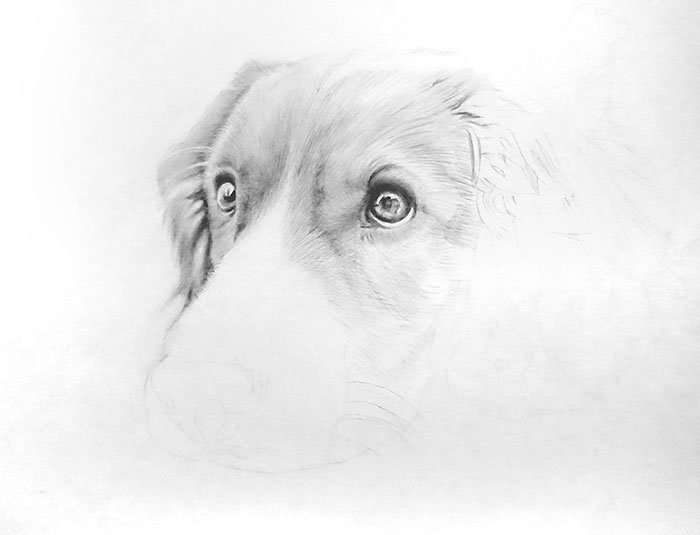 鉛筆画入門！「犬」動物画の描き方と手順：イラスト