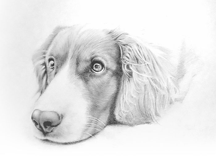 鉛筆画入門！「犬」動物画の描き方と手順：イラスト
