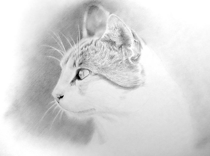 鉛筆画入門！「リアルな猫」動物画の描き方と手順：イラスト