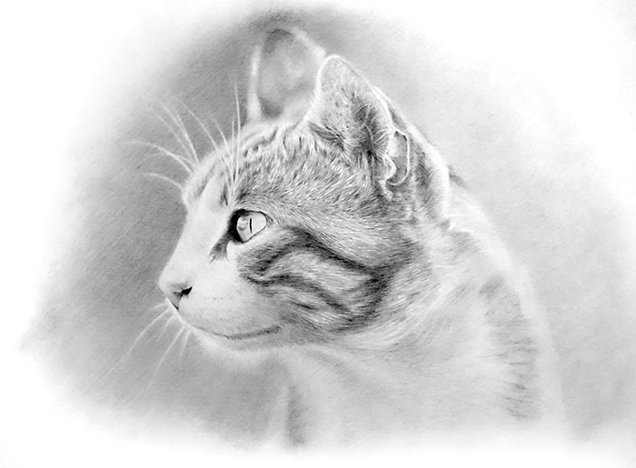 鉛筆画入門！「リアルな猫」動物画の描き方と手順：イラスト