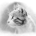 「リアルな猫」の毛並みの動物画を描いてみた！鉛筆画の描き方とコツ！【初心者おじさんの趣味入門】：イラスト：ネコ