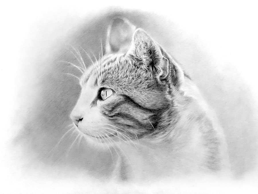 「リアルな猫」の動物画を描いてみた！鉛筆画の描き方とコツ！【初心者おじさんの趣味入門】：イラスト：三毛猫