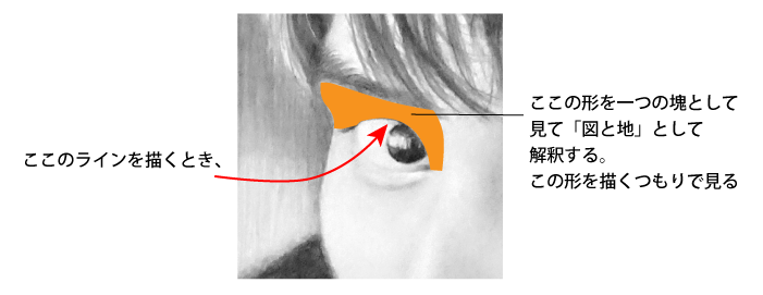 眉毛と目の間の「瞼の形」を「図」として見てその形を見てます