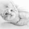 「子猫」の動物絵を描いてみた！鉛筆画の描き方とコツ！【初心者おじさんの趣味入門】：イラスト：リアル猫