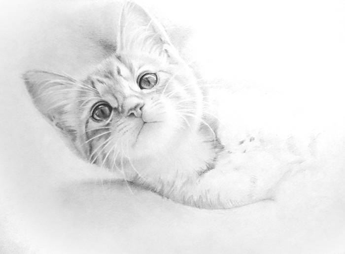 鉛筆画入門！「子猫」動物画の描き方と手順：イラスト