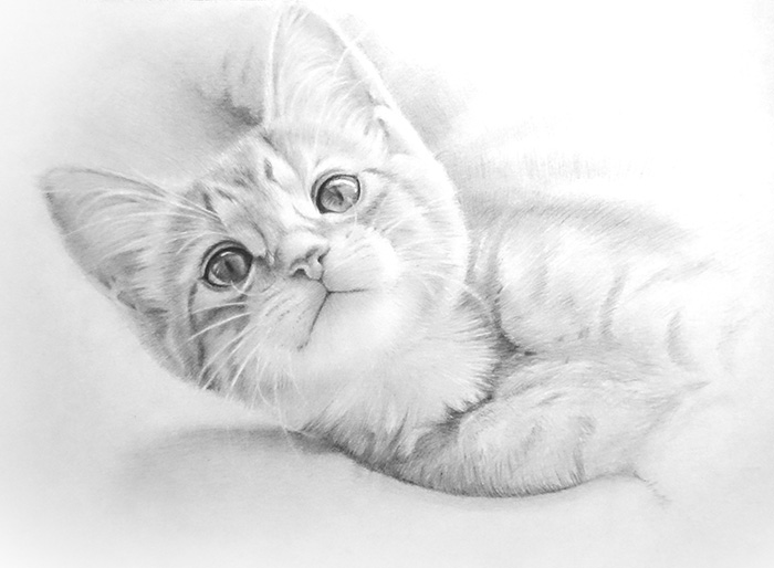 鉛筆画入門！「子猫」動物画の描き方と手順：イラスト